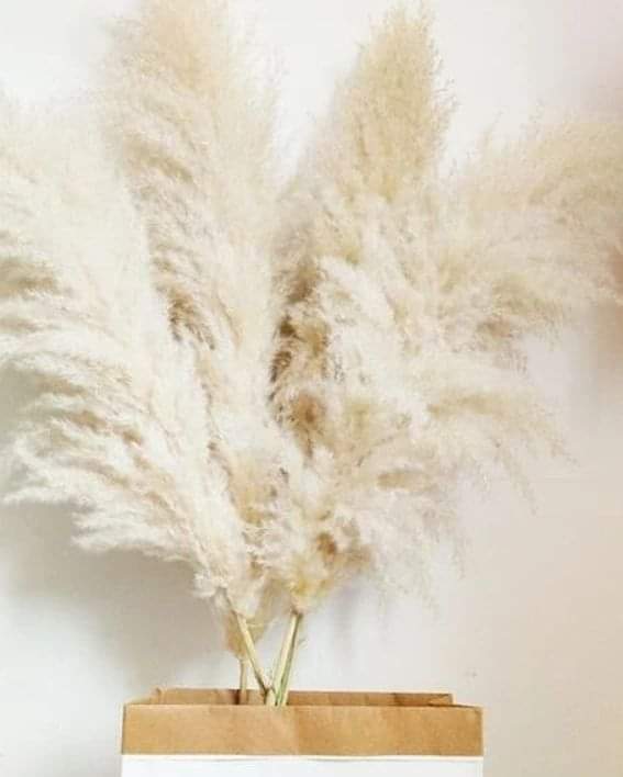 1.2m Long fluffy pampas grass