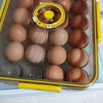 24 Grids Egg tray